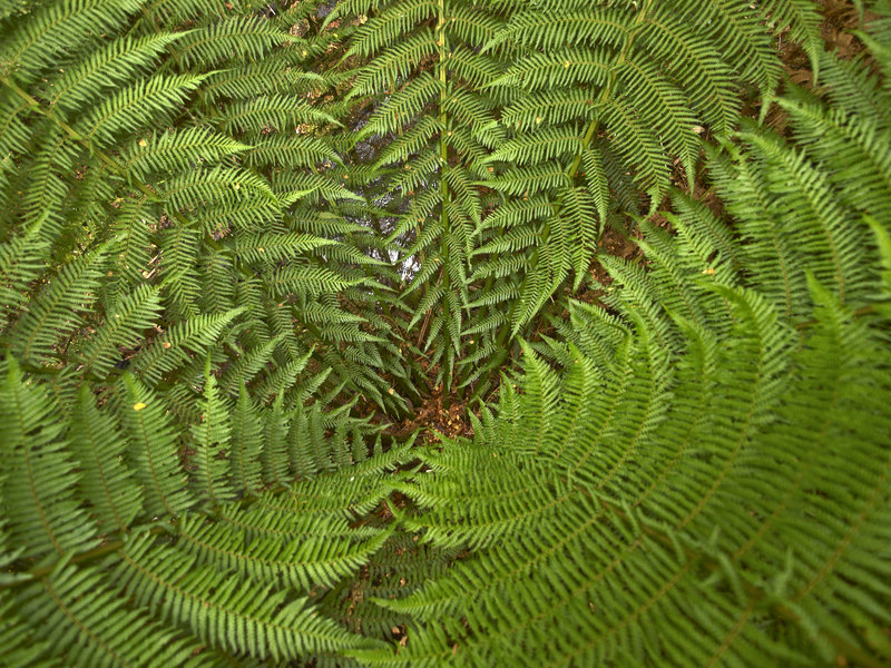 Mait's Rest, Cycad